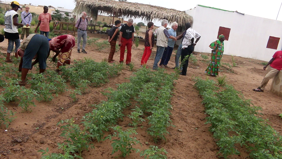 Vidéo/ Site d’incubation et de production du CEEDD à Thiès, terrain expérimental pour promouvoir le « Bay Dunde »