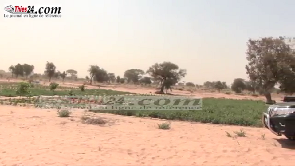 Vidéo/ Le champ école de l’UCAD à Niakhène étrenne un forage équipé, construit par l’ANIDA