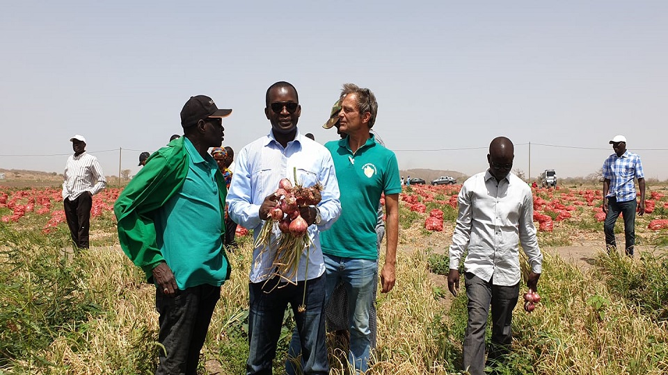 Vidéo/ Notto Diobas exporte de l’oignon vers la Hollande, pays de production d’oignons par excellence