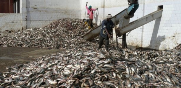 Fabrication de la farine de poisson, le produit bientôt disponible à Dakar