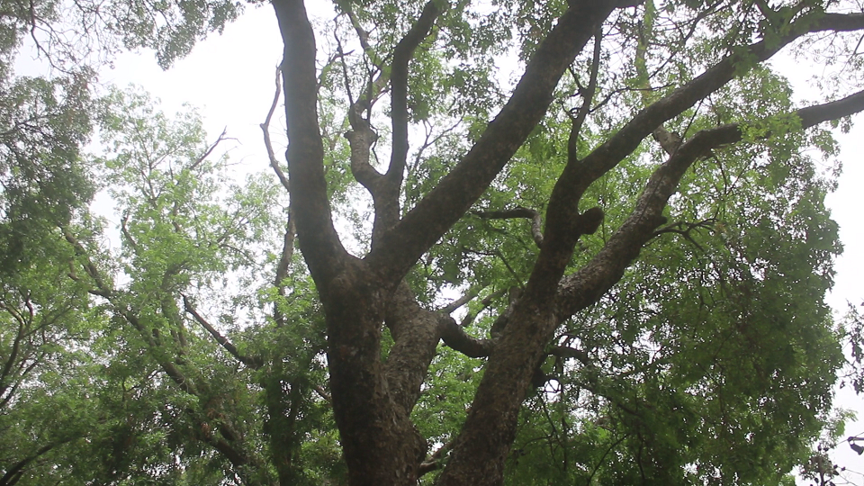 Vidéo/ Abattage des caïlcédrats, l’arbre qui faisait le charme de la ville de Thiès, en voie de disparition