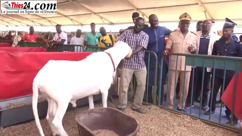 Vidéo/ Cinquième édition salon de l’élevage de Tivaouane, visite du Préfet et du Maire de Mékhé
