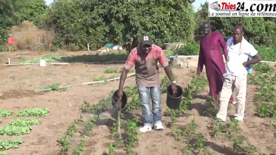 Vidéo/ Les handicapés agriculteurs de la zone des Niayes font entendre leur voix