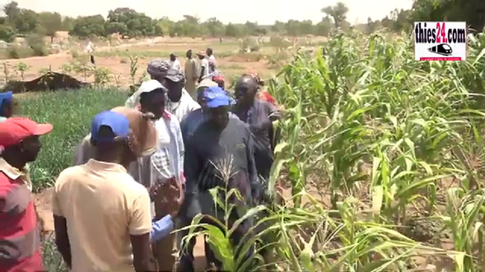 Vidéo/L’ancien Ministre Alioune Sarr, Maire de Diobas, visite les périmètres d’exploitation agricole de la commune