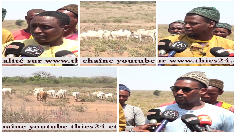 Vidéo/ Litige foncier, des éleveurs de Sinthiou Kéba se révoltent et accusent la commune de Fandène de vouloir s’accaparer de leur forêt