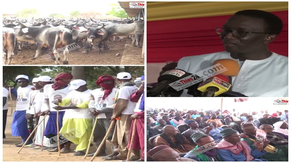 Vidéo/Le Premier Ministre Amadou Bâ réceptionne à Thiès 300 géniteurs de la Race Guzera