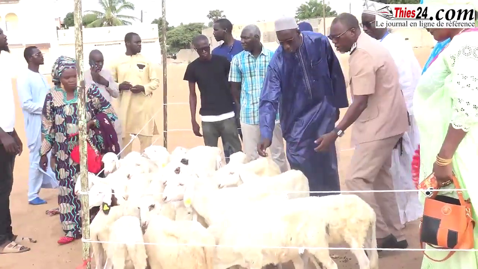 Vidéo/ Remise de brebis à Taïba Ndiaye dans le cadre de la deuxième génération de l’Initiative des Maires pour l’Autosuffisance en Moutons (IMAM 2).