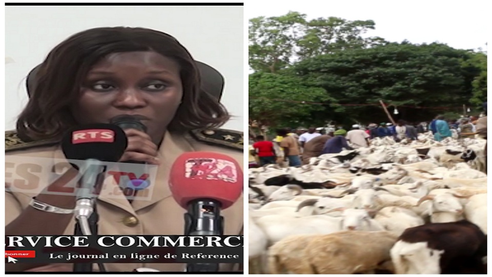 Vidéo/ Tabaski 2024, les besoins de la région de Thiès estimés à 200.000 moutons