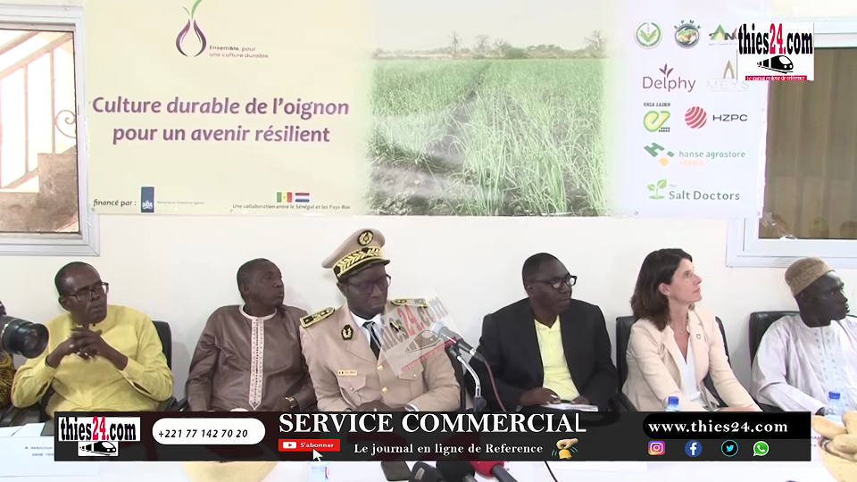 Vidéo/ Menace sur la production d’oignons à Cayar, les rendements passent de 40 t à 5 à 10 t à l’ha.