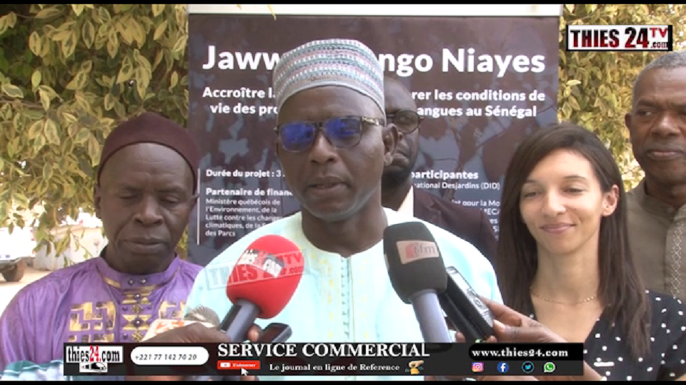 Vidéo/ Baisse de la production de mangues, une chute de 50% dans les Niayes, qui concentrent 40% de la production nationale