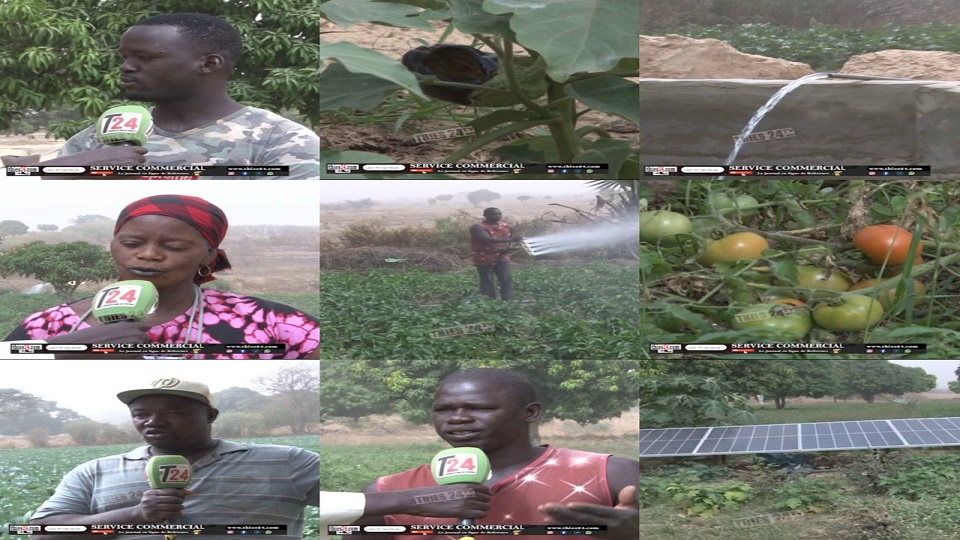 Le Parc Eolien promeut le développement des chaînes de valeur agricoles dans la commune de Taïba Ndiaye