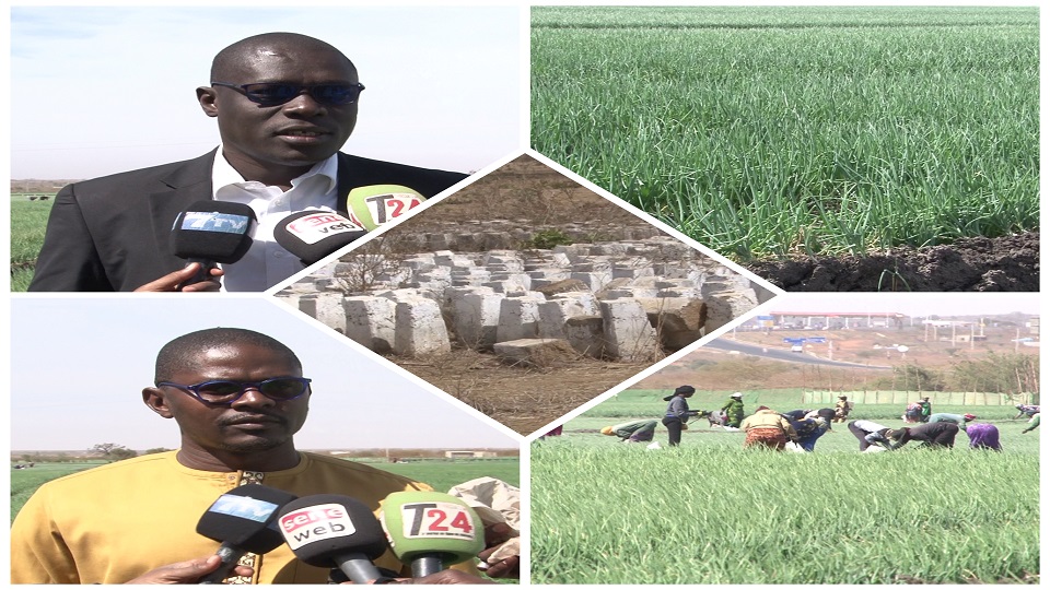 Vidéo/ QVS, une ferme agricole de 185 ha  avec des milliers d’emplois, menacée par un projet immobilier