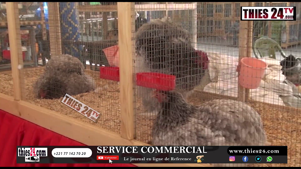 Vidéo/Un vendeur crache sur une somme de 2,5 millions de Fcfa pour 2 poules à la foire de Thiès