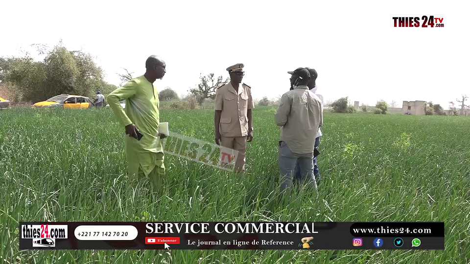 Vidéo/Cri de cœur des producteurs maraîchers de la zone Nord de Keur Mousseu.