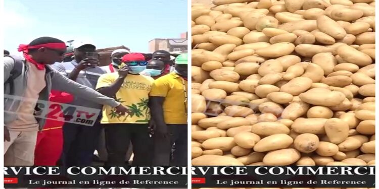 Vidéo/ La pomme de terre en danger dans les Niayes, 100.000 tonnes en péril