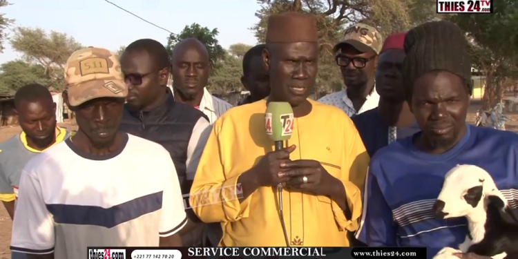 Vidéo/ A cause d’une taxe, les éleveurs boycottent le foirail de Touba Toul, le Maire suspend les mesures
