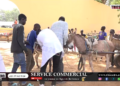 Vidéo/ Un forum suivi de consultations médicales dédiées aux ânes (préparation course Mbaam du 3 avril 2025)