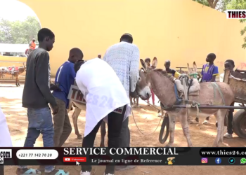 Vidéo/ Un forum suivi de consultations médicales dédiées aux ânes (préparation course Mbaam du 3 avril 2025)