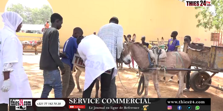 Vidéo/ Un forum suivi de consultations médicales dédiées aux ânes (préparation course Mbaam du 3 avril 2025)