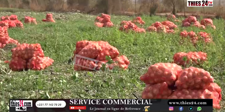 Vidéo/ Problématique de la commercialisation de l&rsquo;oignon, le Directeur de l&rsquo;ARM annonce des mesures
