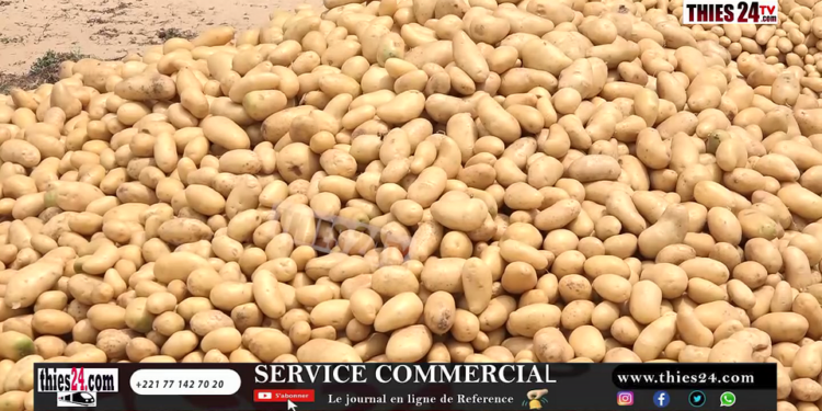 Ouf de soulagement des producteurs des Niayes, l&rsquo;ARP suspend la mise en marché par les agrobusiness 
