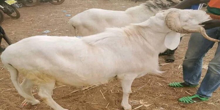 Vidéo/ Tabaski 2025, les besoins en moutons de Thiès se chiffrent à 210.000 têtes