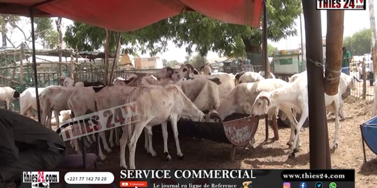 Vidéo/Le foirail de Thiès, déjà dans l’ambiance des préparatifs de la tabaski