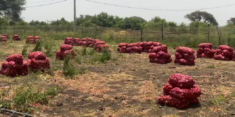 Vidéo/ Pourrissement de tonnes d’oignons, la détresse des producteurs de « l’aire agricole émergente »