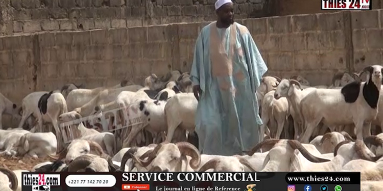 Vidéo/ Vol de 40 moutons à Thiès, Imam Ahmed Diop perd plus de 7,5 millions de Fcfa
