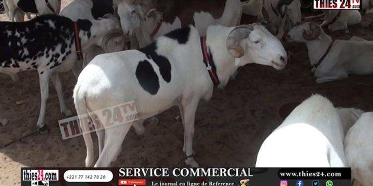 Vidéo/Cri de cœur d’un vendeur de moutons venus de la Mauritanie