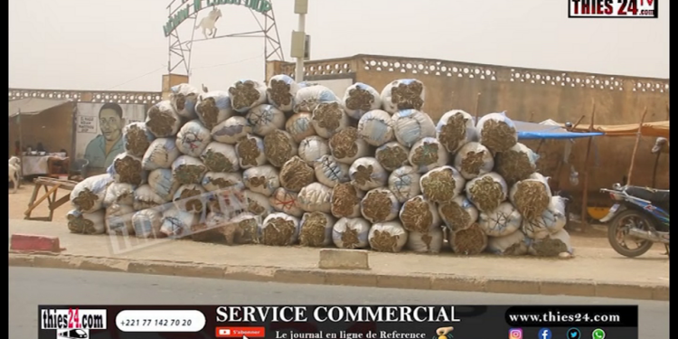 Vidéo/ Foirail de Thiès, l&rsquo;inquiétude des vendeurs de foin à quelques jours de la tabaski