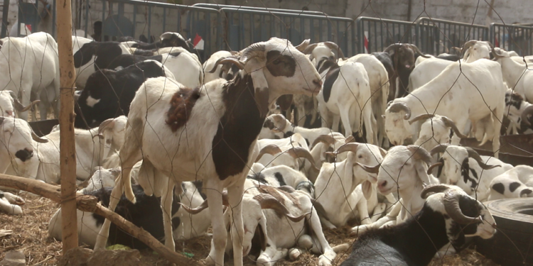 Vidéo/Foirail de Thiès, les acheteurs toujours aux abonnés absents
