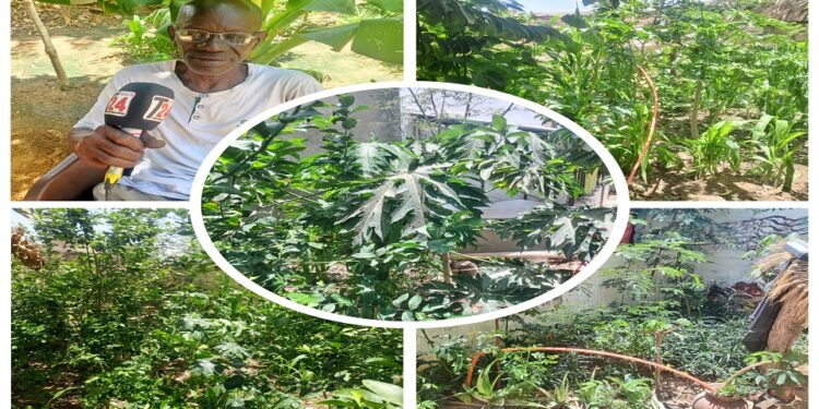 Vidéo/Thiès/ A la découverte d&rsquo;un jardin potager de quartier avec diverses variétés