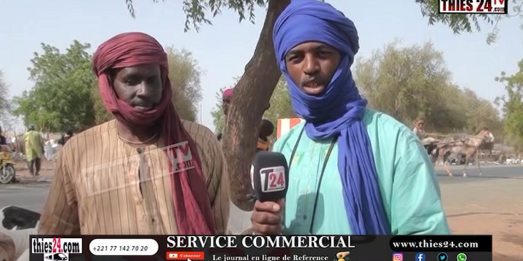 Vidéo/Séwékhaye, moutons à gogo, les vendeurs se tournent les pouces