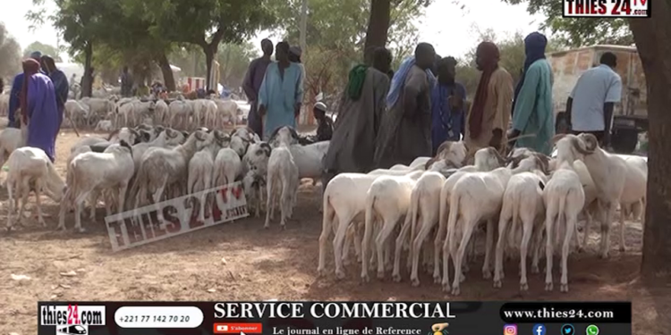 Vidéo/Séwékhaye, marché bien approvisionné, les prix élevés, les clients rares