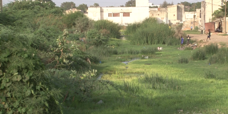 Vidéo/Canal de Nguinth, le plaidoyer de Massamba Diop Président du MASLA