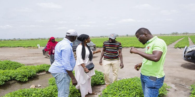 Vidéo/ Vacances Agricoles Patriotes (VAP), prospection de la coordination départementale de Thiès à QVS et Notto Diobass