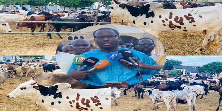 Vidéo/ Magal 2025, Serigne Khadim Lô Gaydel convoie un troupeau de bœufs chez Serigne Mountakha