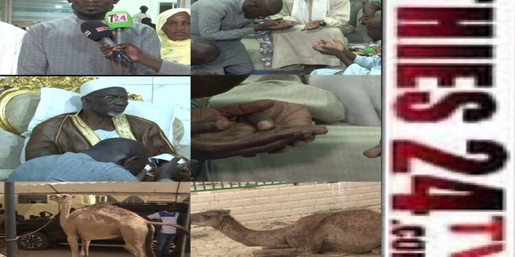Vidéo/ Massamba Diop Président MASLA offre deux chameaux à Dabaye et Keur Mame El Hadji
