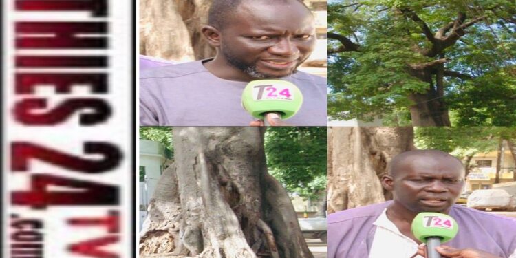 Vidéo/Alerte danger devant l&rsquo;IPRES Thiès, un fromager menace la sécurité des riverains