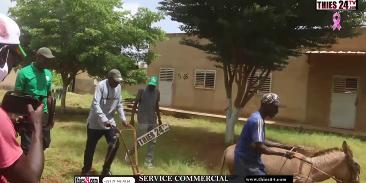 Vidéo/Sursaut citoyen, PASTEF Thiès désherbe et nettoie le lycée FAHU