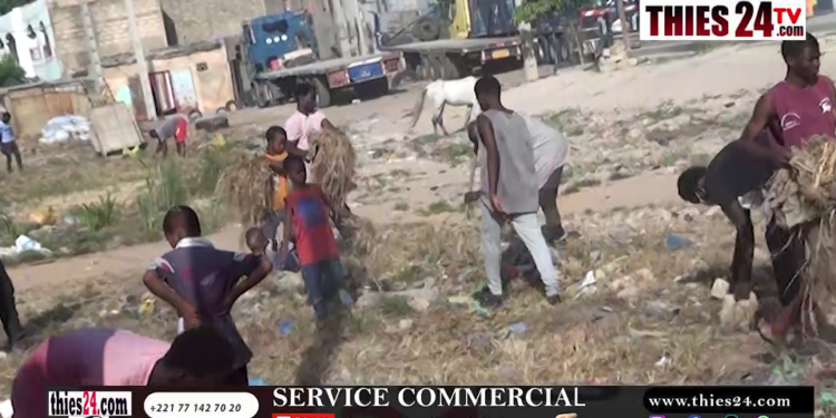 Vidéo/Grande opération de salubrité au quartier Darou Salam