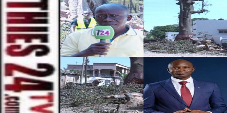Vidéo/Le fromager qui menaçait la quiétude des voisins de l’IPRES Thiès, abattu par les soins de la Ville