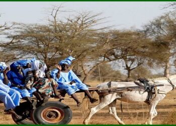 Le Ministre de l&rsquo;Intérieur s&rsquo;insurge contre la maltraitance et le traitement dégradant des équidés