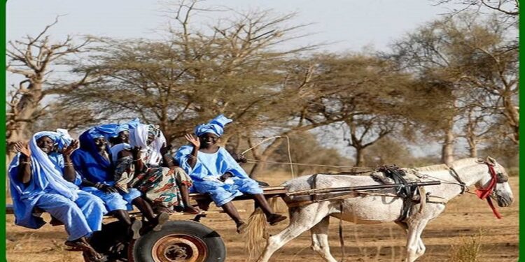 Le Ministre de l’Intérieur s’insurge contre la maltraitance et le traitement dégradant des équidés