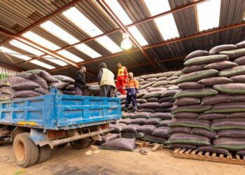 Les meuniers s’engagent à acheter 25 mille tonnes de maïs local pour booster la filière