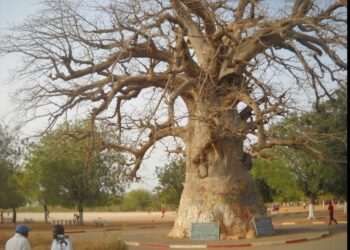 L’Appel du Baobab : 60 Ans de mémoire, un Seul Souffle (Talla Sylla ancien du lycée Malick Sylla)