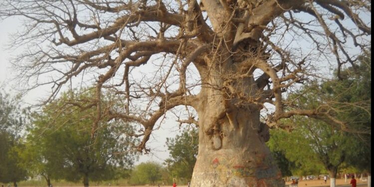 L’Appel du Baobab : 60 Ans de mémoire, un Seul Souffle (Talla Sylla ancien du lycée Malick Sylla)