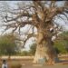 L’Appel du Baobab : 60 Ans de mémoire, un Seul Souffle (Talla Sylla ancien du lycée Malick Sylla)