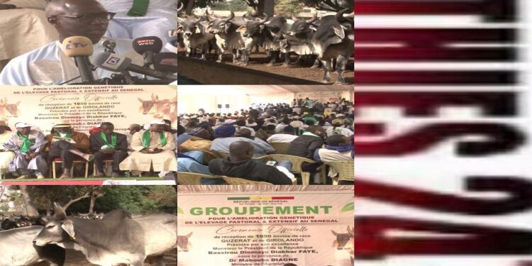 Vidéo/ Amélioration du cheptel, réception de 1050 bovins à haut potentiel génétique, importés du Brésil